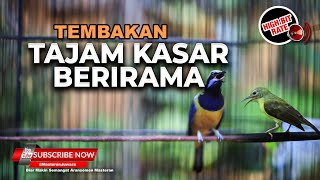 Download lagu 🔴Masteran Cucak Cungkok Gacor vs Kolibri Kelapa Gacor Masteran Tajam dan Kasar Belliedleafbird mp3