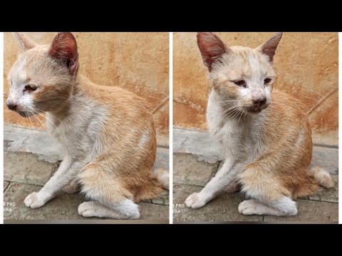 RESCUE STRAY CAT SUFFERING FROM ILLNESS