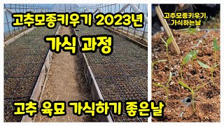 고추모종키우기 가식하는날 괴산청결고추 칼탄에이스 트리플엑스 세븐스타 올복합 칼라킹