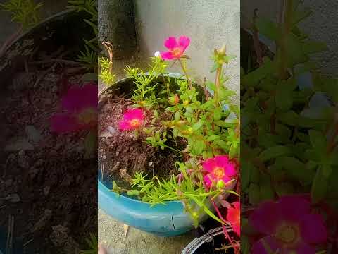 #ghulam Mustafa qadri naat #ho karam sarkar #beautiful #viralvideo #flowers #nature #morningflower