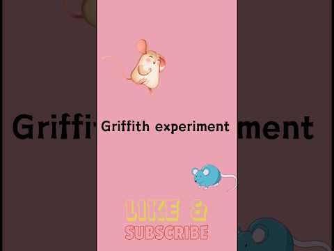 Griffith experiment|transformation principle|molecular basis of🐀 inheritance #biology