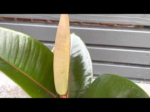 40cm Ficus Robusta | Rubber Plant | House Plant | 13cm Pot | 40cm Height