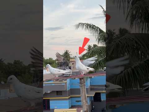 Let's make pigeon soup🍲#birds #pigeon #pura #புரா #petscorner #தமிழ் #kabootar #love #male #vs #f...