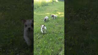 Beabull Puppies Videos