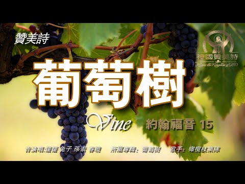 葡萄樹英文