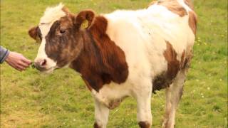 Gåtevise (Norwegian riddle-song)