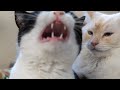 Epic Cat Fight Leads To Love