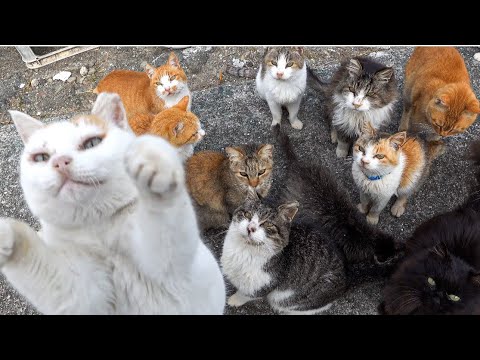 , title : 'I visited Japan Cat Island, where there are more cats than people. Elderly people and cats coexist.'