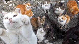 I visited Japan Cat Island, where there are more cats than people. Elderly people and cats coexist.