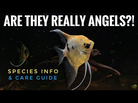 ALL ABOUT ANGELFISH | Species Spotlight & Care Guide