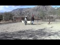 Gracie Lou Puppy Instinct Test