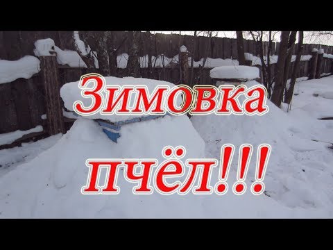ЗИМОВКА ПЧЁЛ В СУГРОБЕ СНЕГА, ШОК!!! Заглянем в зимовник🔥🔥🔥