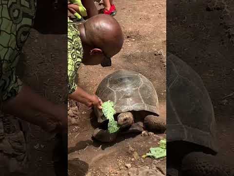 Giant Turtles🐢🐢#turtle #zanzibar #shorts