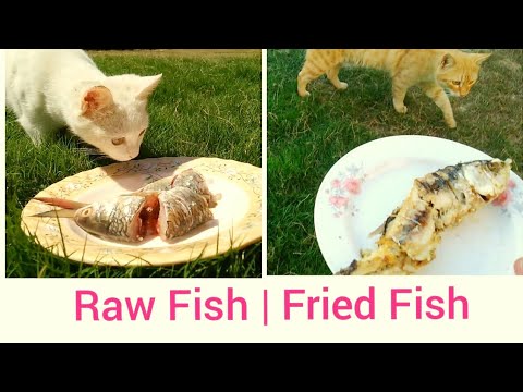 Raw or Fried Fish? What do Cats like to eat? | Cats Eating Fish | Cat Food | Top One Pets TV