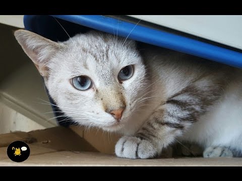 TRES AÑOS ESPERANDO UNA FAMILIA | EQUIPO BASTET