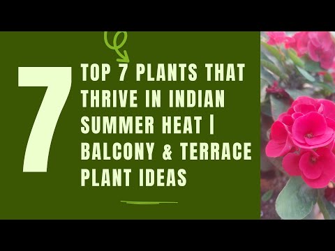 Top 7 Plants That Thrive in Indian Summer Heat | Balcony & Terrace Plant Ideas