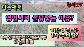 마늘재배, 엽면시비 설탕을 넣는 이유? 녹병, 잎마름병, 흑색썩음균핵병은 살균제 살림꾼 하나로. NK비료 추…