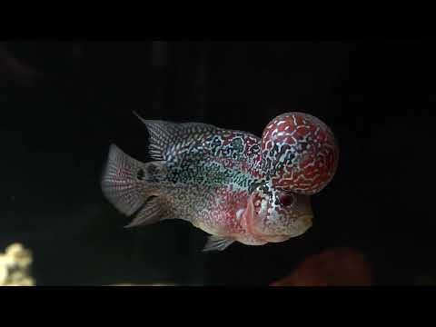 FLOWERHORN AND STINGRAY AQUARIUM 4K