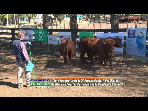 1° Jura Fenotípica de la 5ta. Prueba Pastoril Angus del Litoral - Miguel Ganis