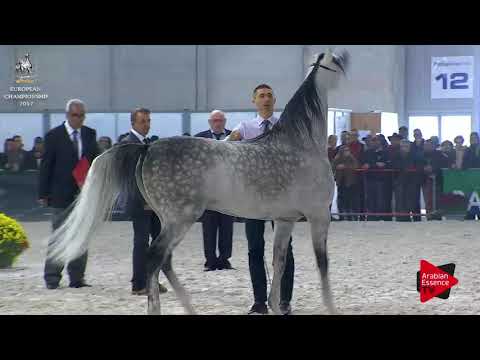 N.200 ZLOTY MEDAL - Verona 2017 - 4-6 Years Old Stallions (Class 10)