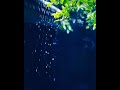Kisi Roj Barish Jo Aaye Song ️samajh Lena Bundo Me Mai Hu Status Shorts Youtubeshorts Rain