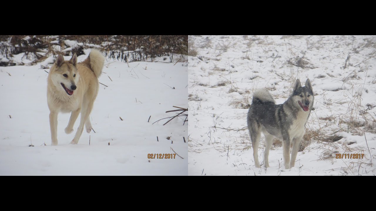СОБОЛЬ С ТАЙНОЙ КАК БУДТО И НЕ ТЕРЯЛИСЬ!!!