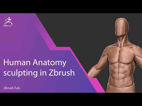 Zbrush Human Anatomy Tutorial