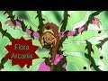 Winx Club - Flora Arcanix [Full Transformation][Fan ...