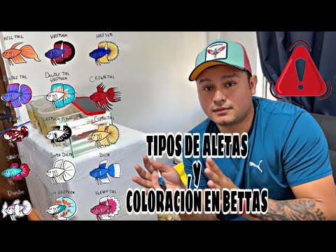 EL PEZ BETTA Y SU AMPLIA VARIEDAD DE ALETAS Y COLORES - ZACA BETTAS