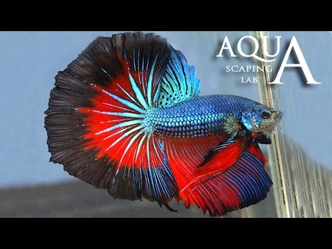 Aquascaping Lab - Betta Splendens, Siamese Fighting fish description / pesce combattente descrizione