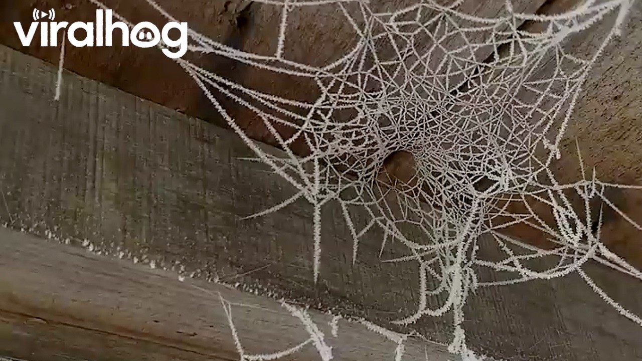 Frozen Spiderwebs || ViralHog