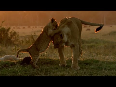 Hungry lion cubs - Animal Super Parents: Episode 2 Preview - BBC