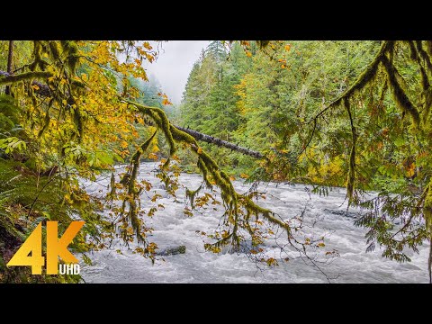 4K View of North Fork Nooksack River from Horseshoe Bend Trail - Short Preview Video