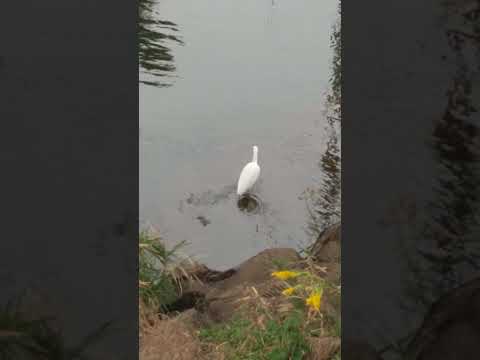 なぜコマドリを庭に呼び寄せることが次の目標なのでしょうか?この社交的な鳥はどのような象徴性を持っているのでしょうか？  庭園