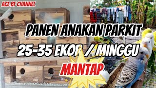 Download lagu PARAKIT FARMING /// HARVEST 30/WEEK mp3
