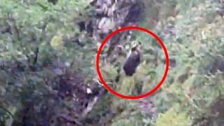 Carona, il video dell'orso incrociato a distanza ravvicinata da mamma e figlie