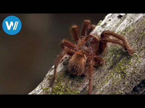 The Spider Hunters of Venezuela (360° - GEO Reportage)