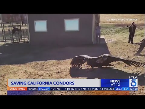 Program aims to save California condors