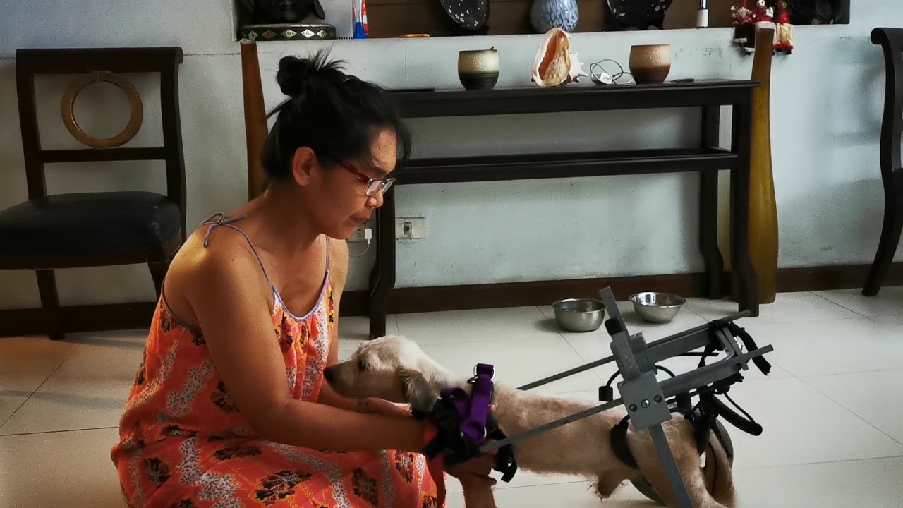 JIMMY: RESCUED PARALYZED DOG'S THERAPY- TEARFUL ENDING