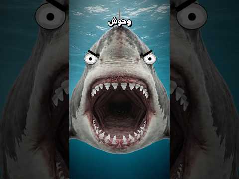 ليه القروش مظلومين…