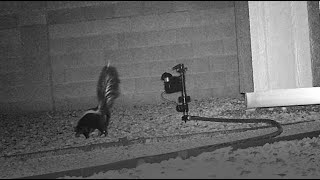 Skunks Sprayed by Me (Orbit Yard Enforcer In Action)