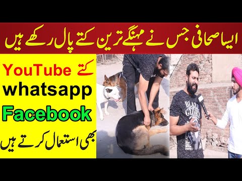 Journalist Jis Nay Digital Dogs Paal Rakhay hain, Dogs Youtube Bhi Istamal Kartay hain | NPG Media