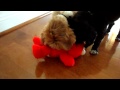 Tickle Me Elmo Surprise Having A Seizure
