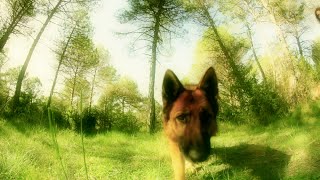 ERIE de Recerca i Rastreig amb Gossos