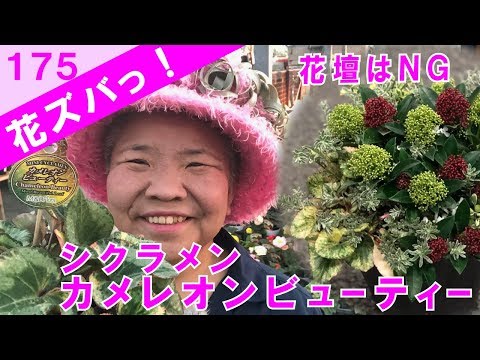 園芸 シスキユーのルウィージー