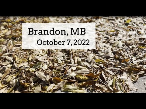 How Leaf Abscission Works - The Cool Science Behind It