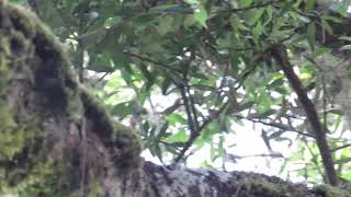 Download lagu Anis Gunung mp3 Download lagu Anis Gunung mp3