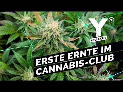 Video Thumbnail: Cannabis Social Club: Einfach legal Kiffen? | Y-Kollektiv