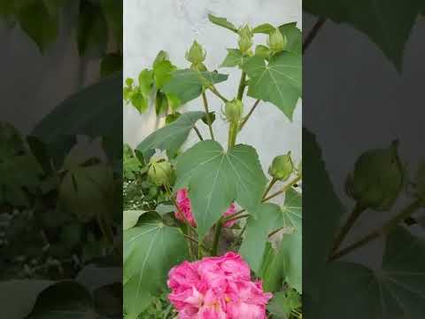 beautiful flowers 🌺 sthal kamal.. Verity of hibiscus....