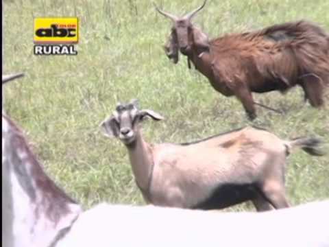 , title : 'Cabras y sistema famacha para el control de parásitos'